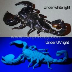 Flash Sale 👍 Automotive Repair Flashlights Inova X5 UV Flashlight | Pro Grade 🤩 -Brightguy Online Shop Inova X5 UV Flashlight 6